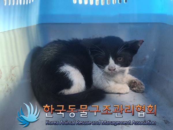 한국 고양이 이미지 파일 입니다.