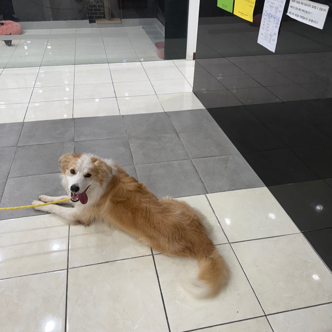 보더 콜리 이미지 파일 입니다.