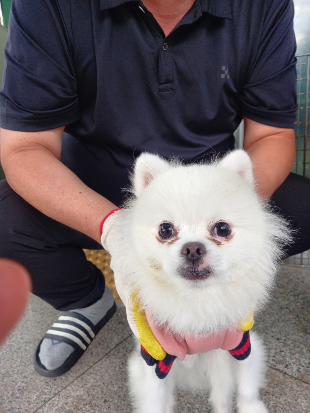 포메라니안 이미지 파일 입니다.