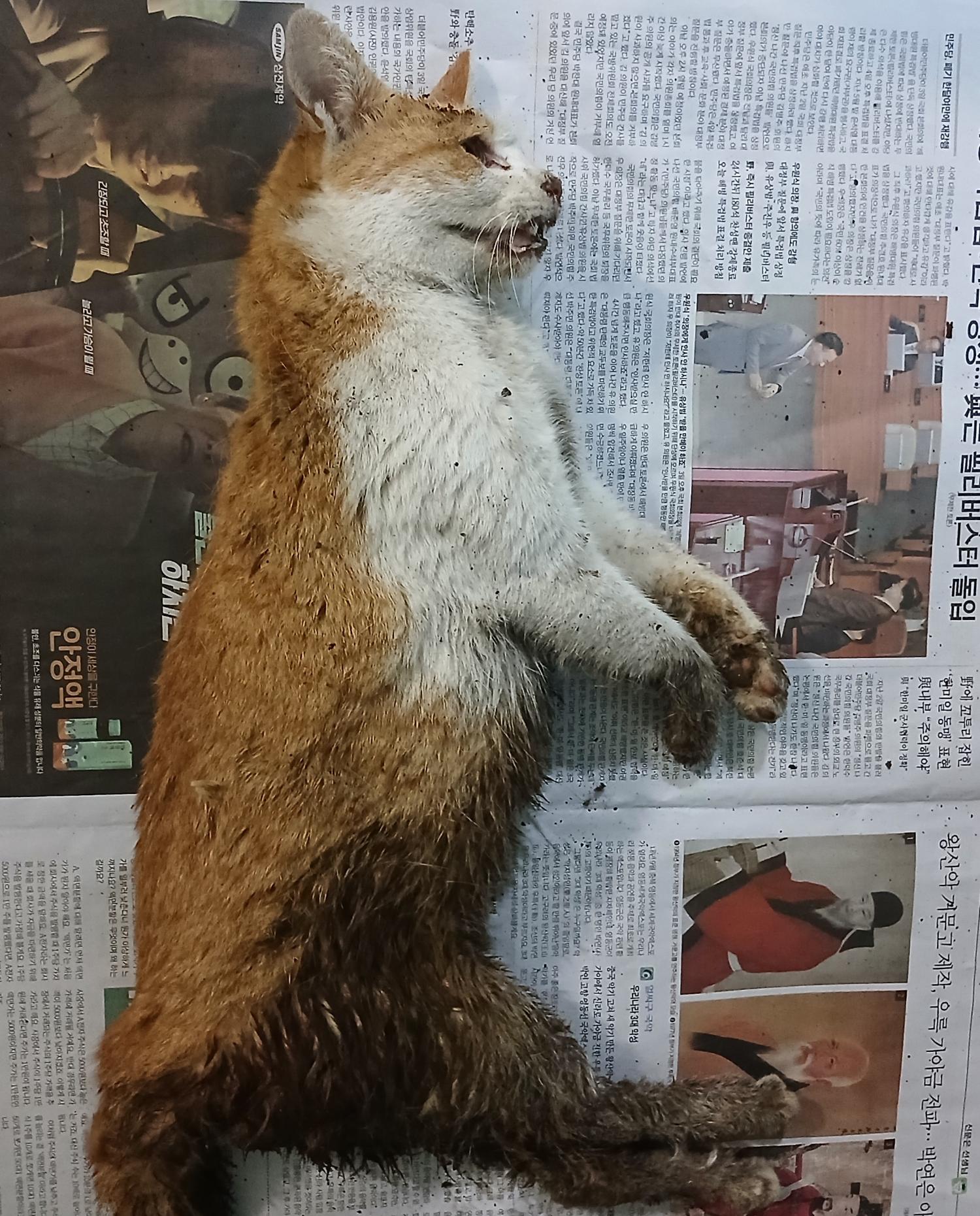 한국 고양이 이미지 파일 입니다.