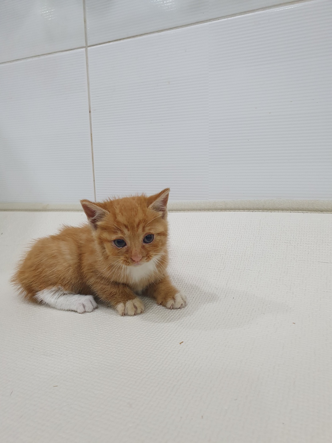 한국 고양이 이미지 파일 입니다.