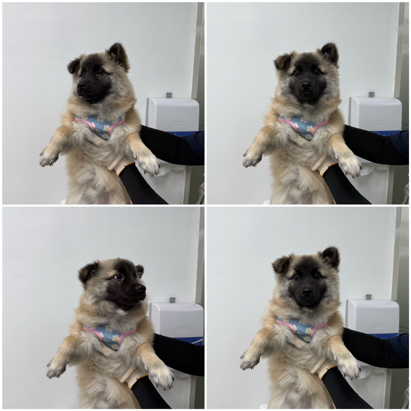 믹스견 이미지 파일 입니다.