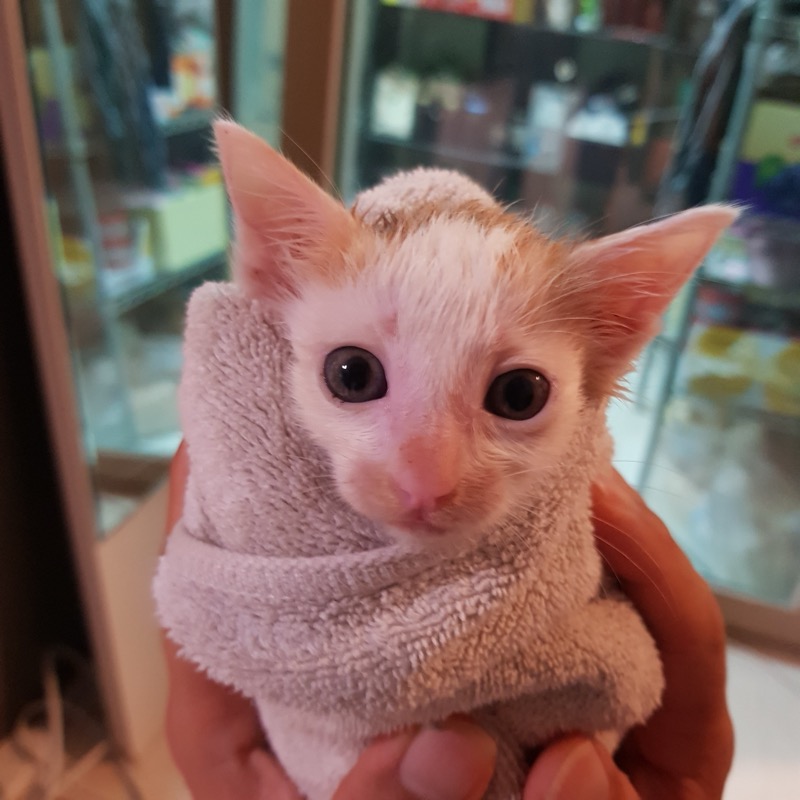 한국 고양이 이미지 파일 입니다.
