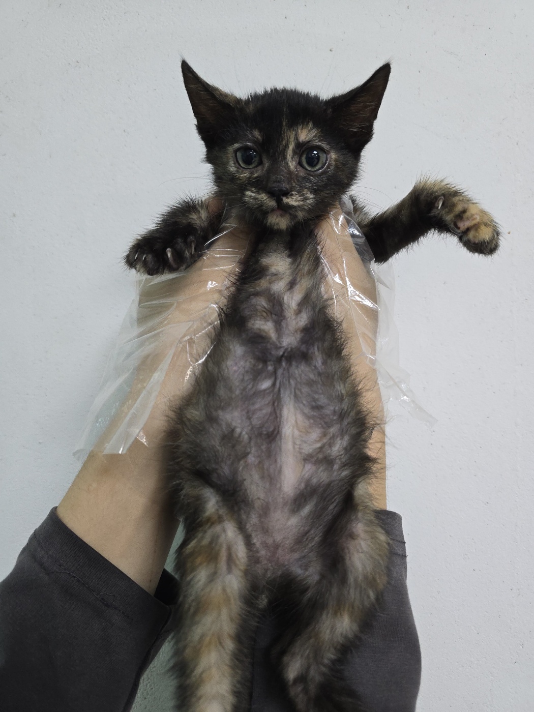 한국 고양이 이미지 파일 입니다.