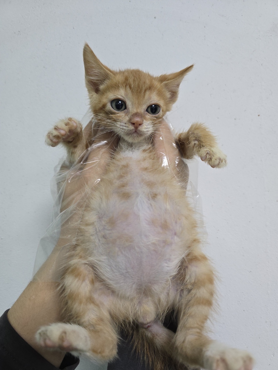 한국 고양이 이미지 파일 입니다.