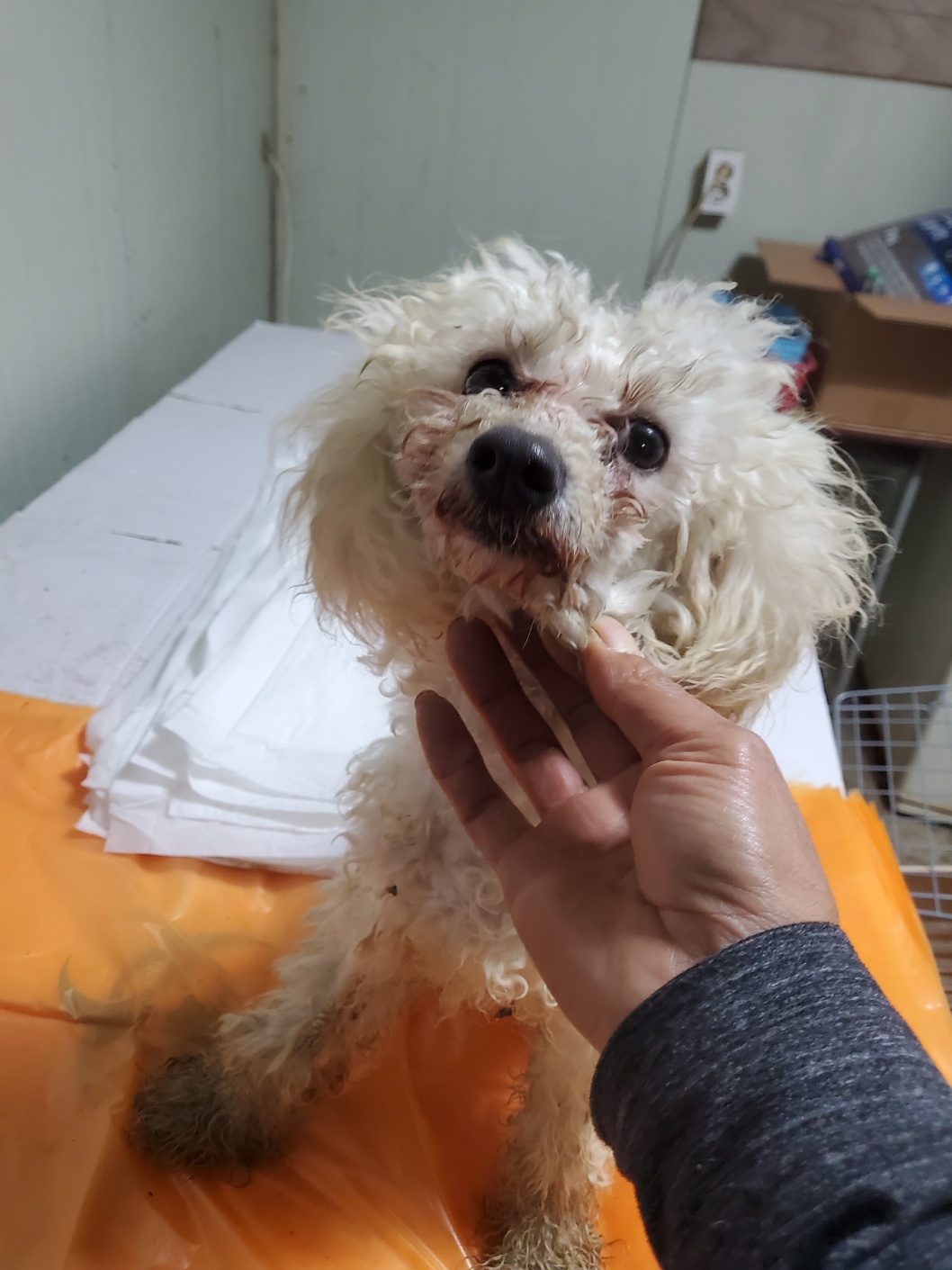 푸들 이미지 파일 입니다.
