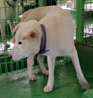 믹스견 이미지 파일 입니다.