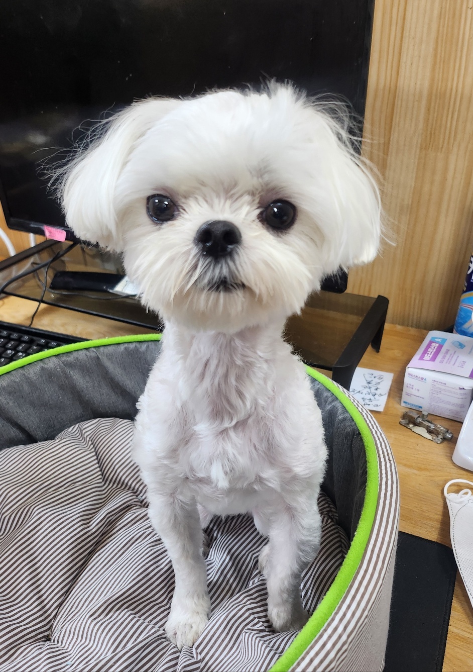 말티즈 이미지 파일 입니다.