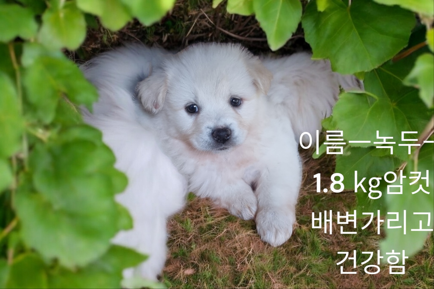 엄마는스피츠 이미지 파일 입니다.