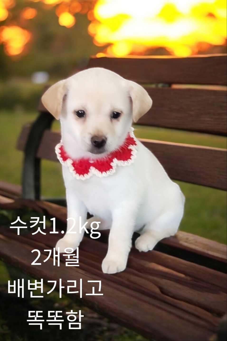 엄마는스피츠 이미지 파일 입니다.