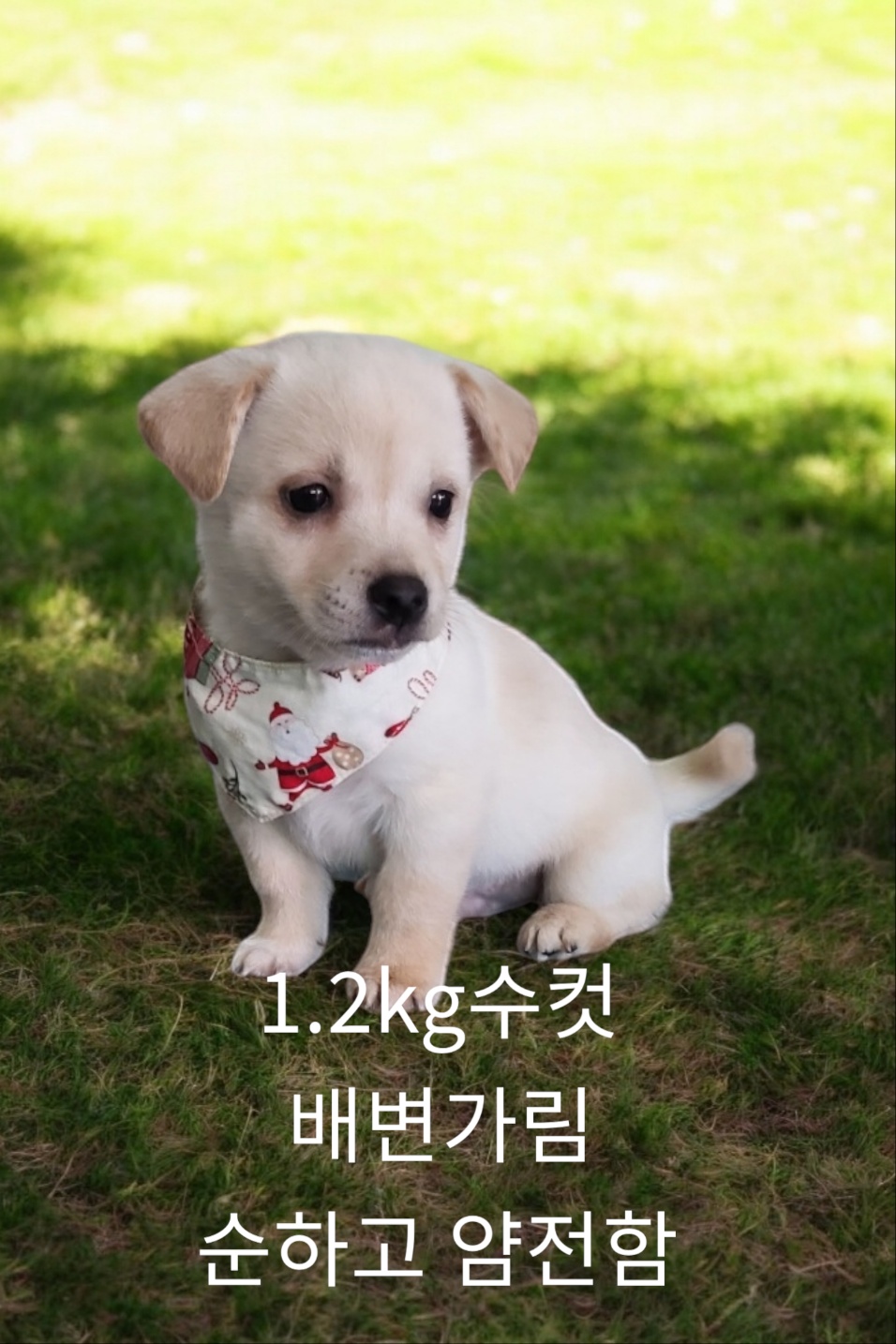 엄마는스피츠 이미지 파일 입니다.