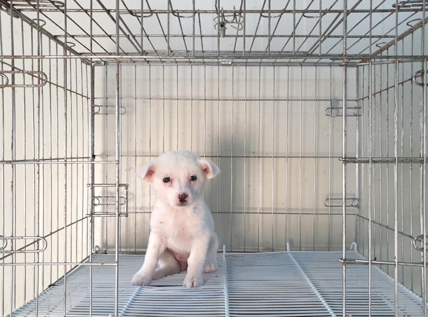 믹스견 이미지 파일 입니다.
