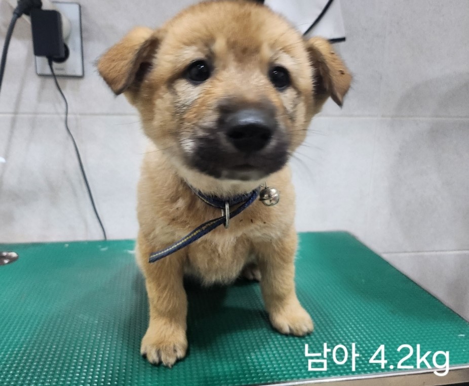믹스견 이미지 파일 입니다.
