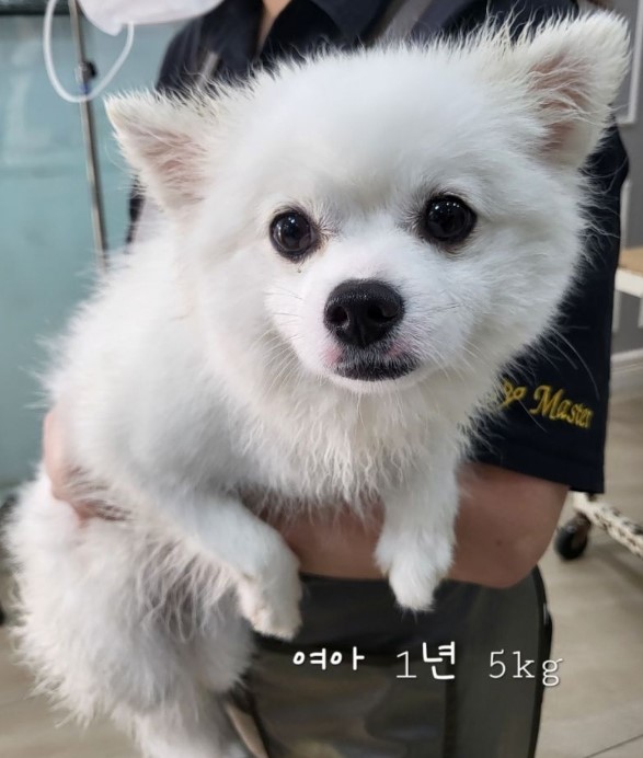믹스견 이미지 파일 입니다.