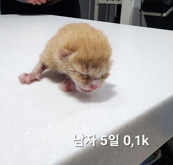 한국 고양이 이미지 파일 입니다.