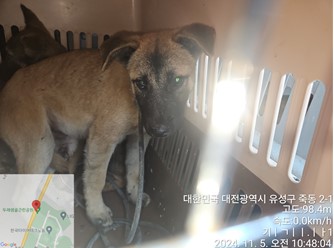 믹스견 이미지 파일 입니다.