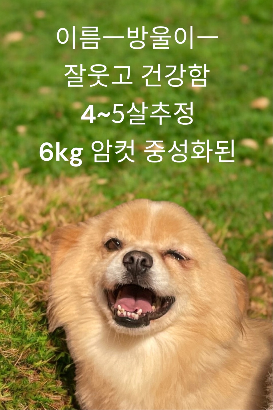 스피츠믹스인듯 이미지 파일 입니다.