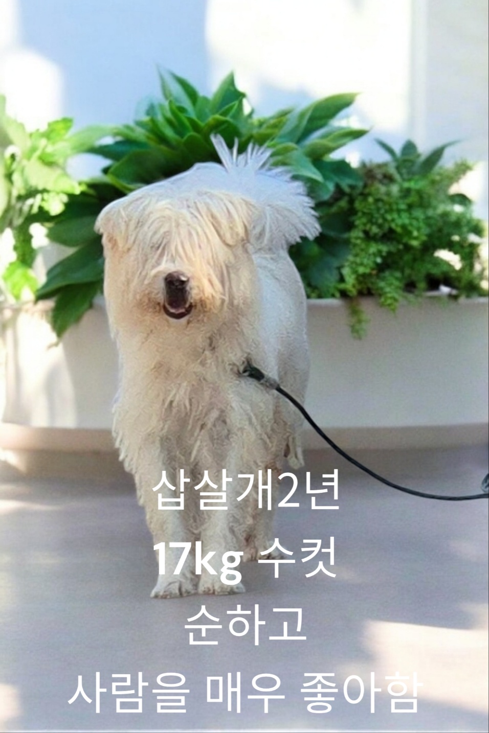 삽살개 이미지 파일 입니다.