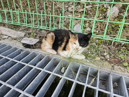 문막농협주유소 이미지