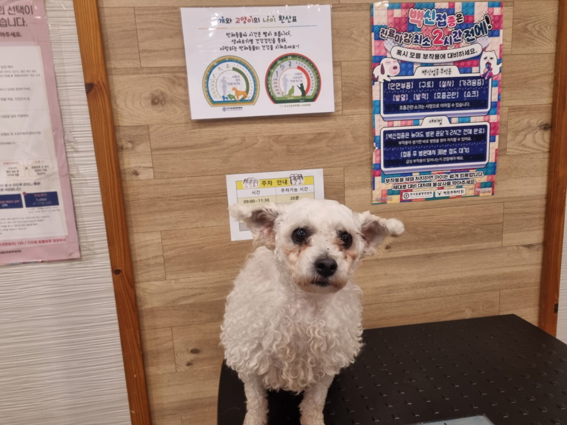 비숑 프리제 이미지 파일 입니다.