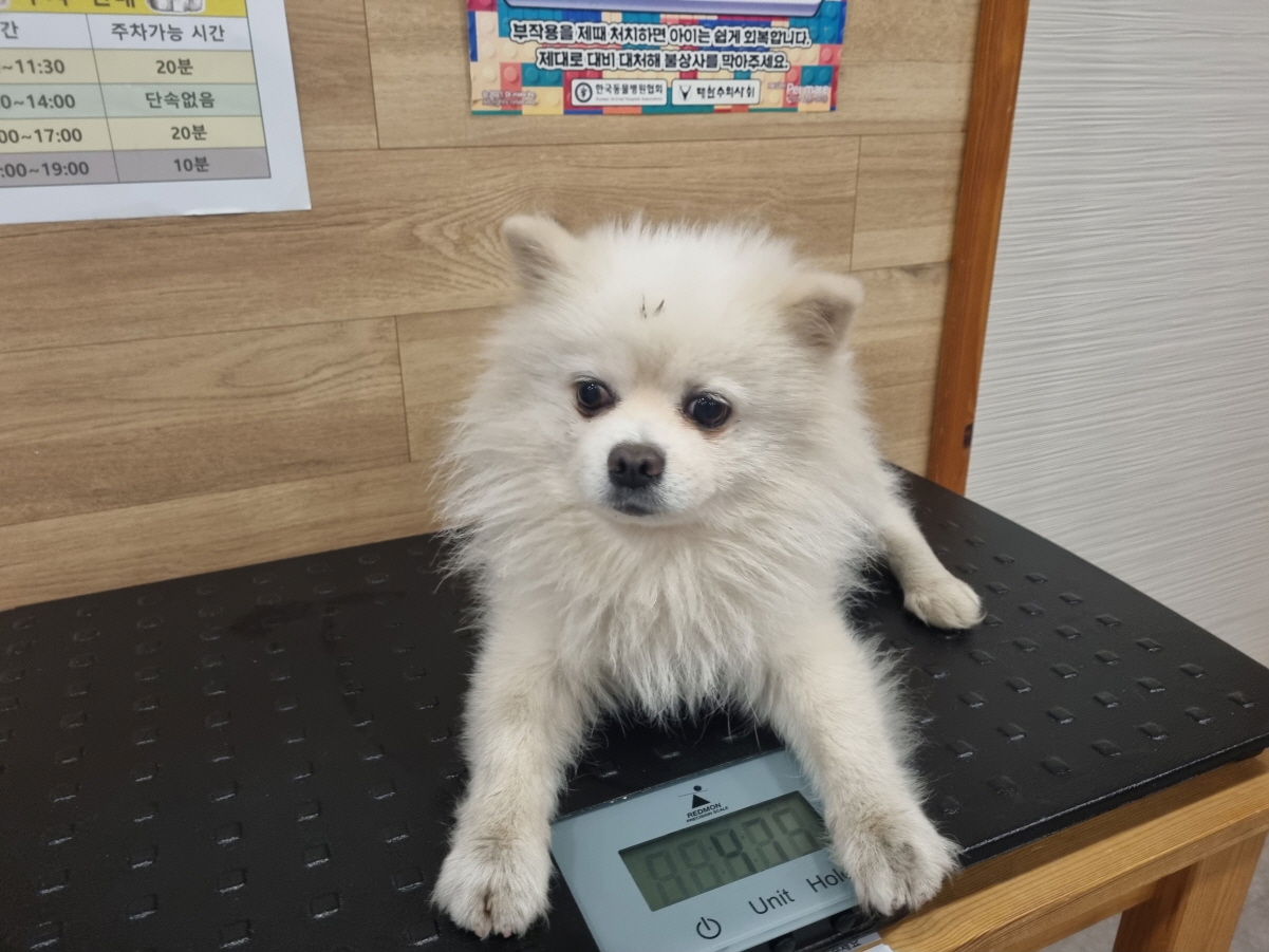 포메라니안 이미지 파일 입니다.