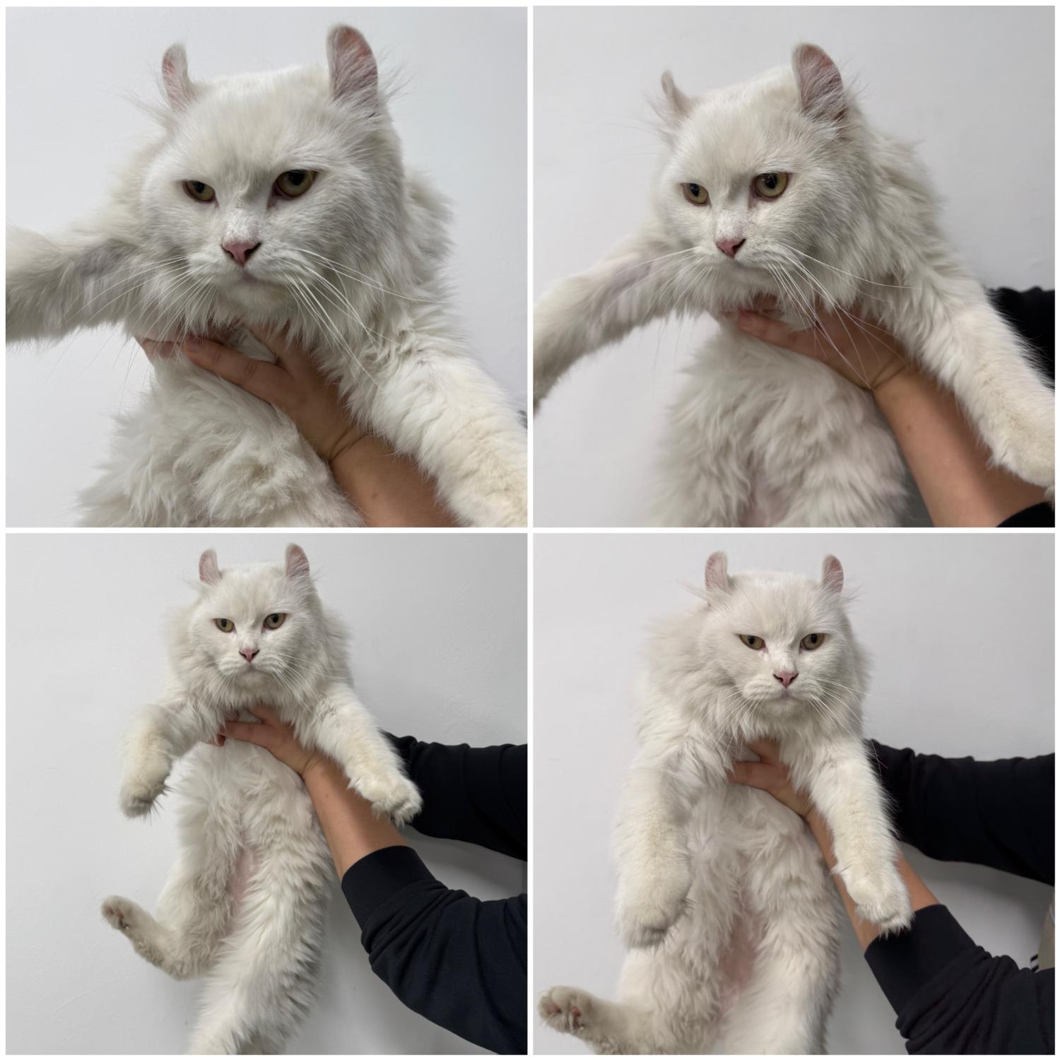 터키시 앙고라 이미지 파일 입니다.