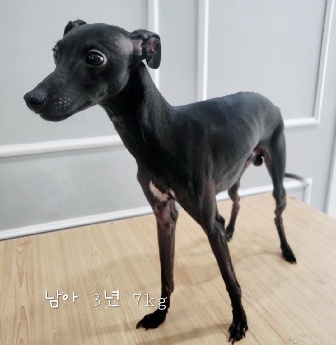 믹스견 이미지 파일 입니다.