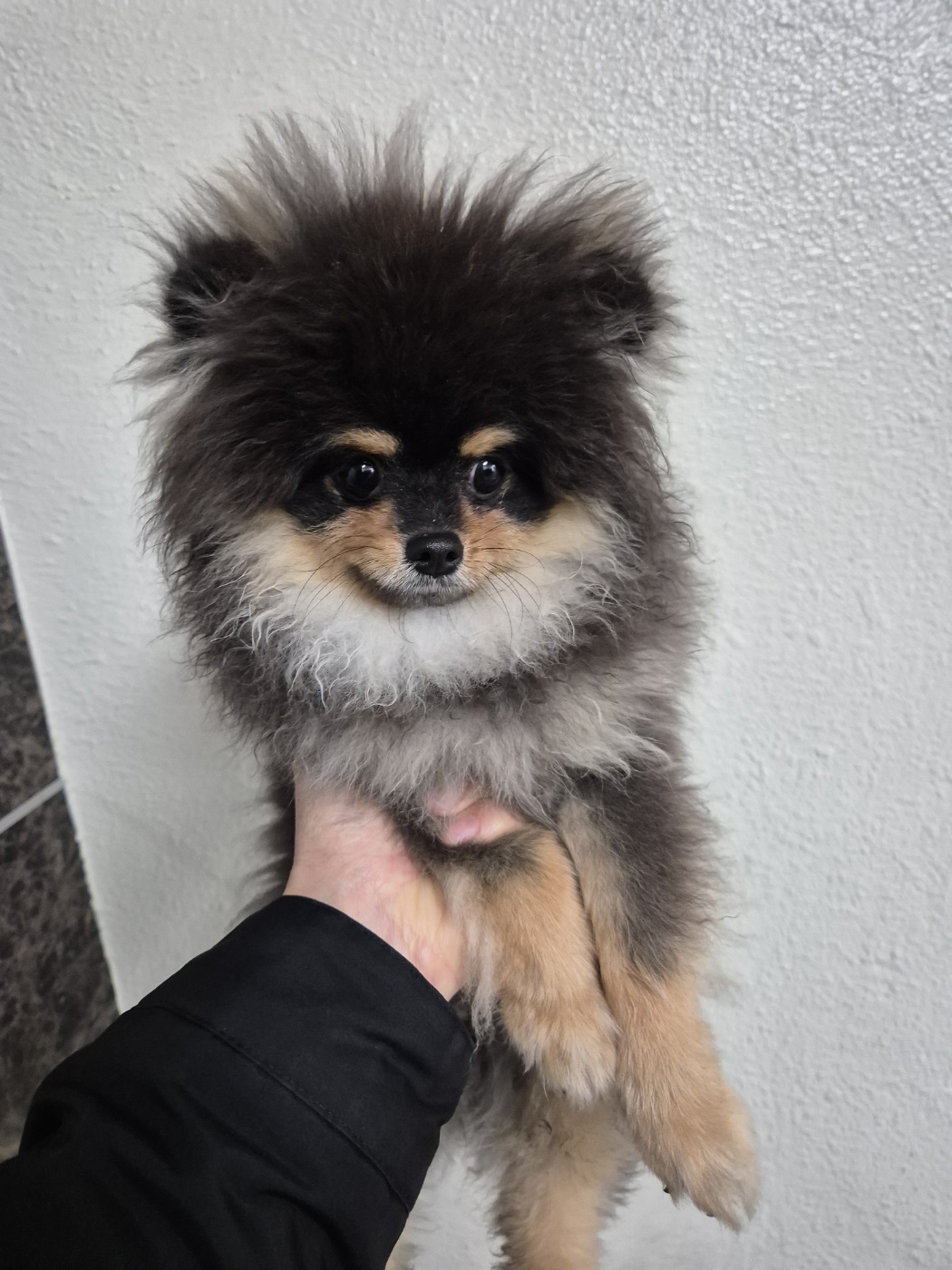 포메라니안 이미지 파일 입니다.