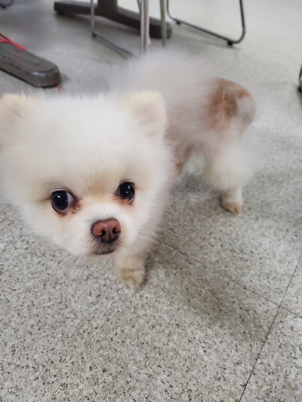 포메라니안 이미지 파일 입니다.