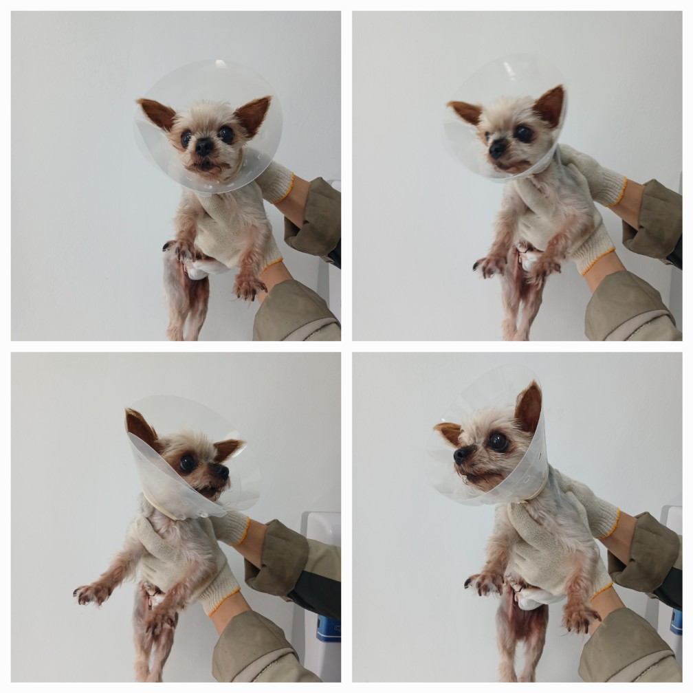 요크셔 테리어 이미지 파일 입니다.