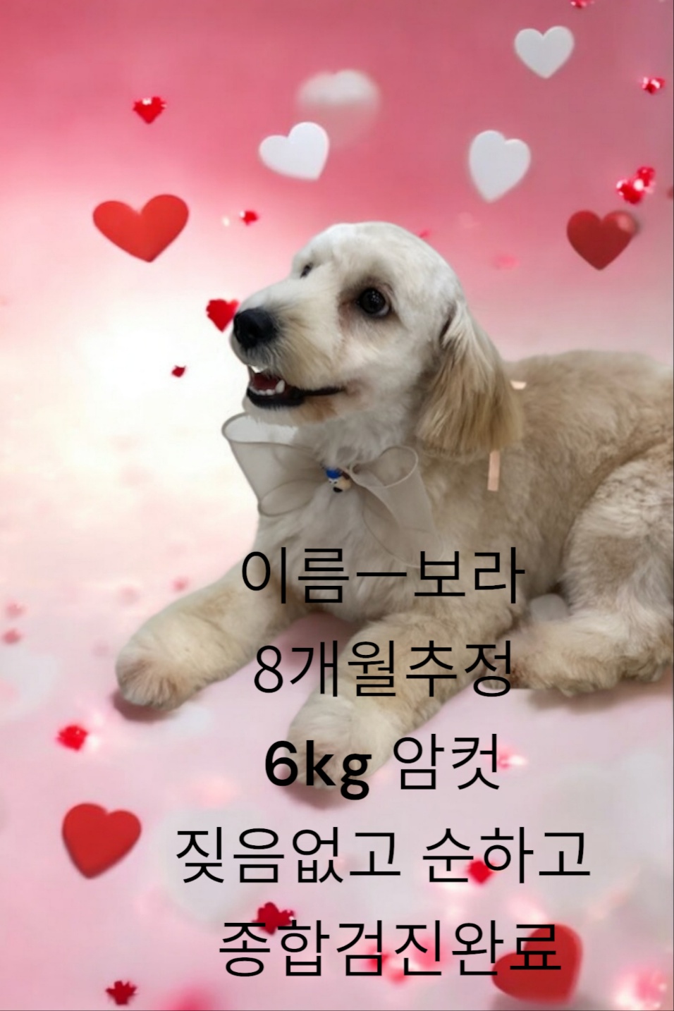 꼬똥 드 뚤레아 이미지 파일 입니다.