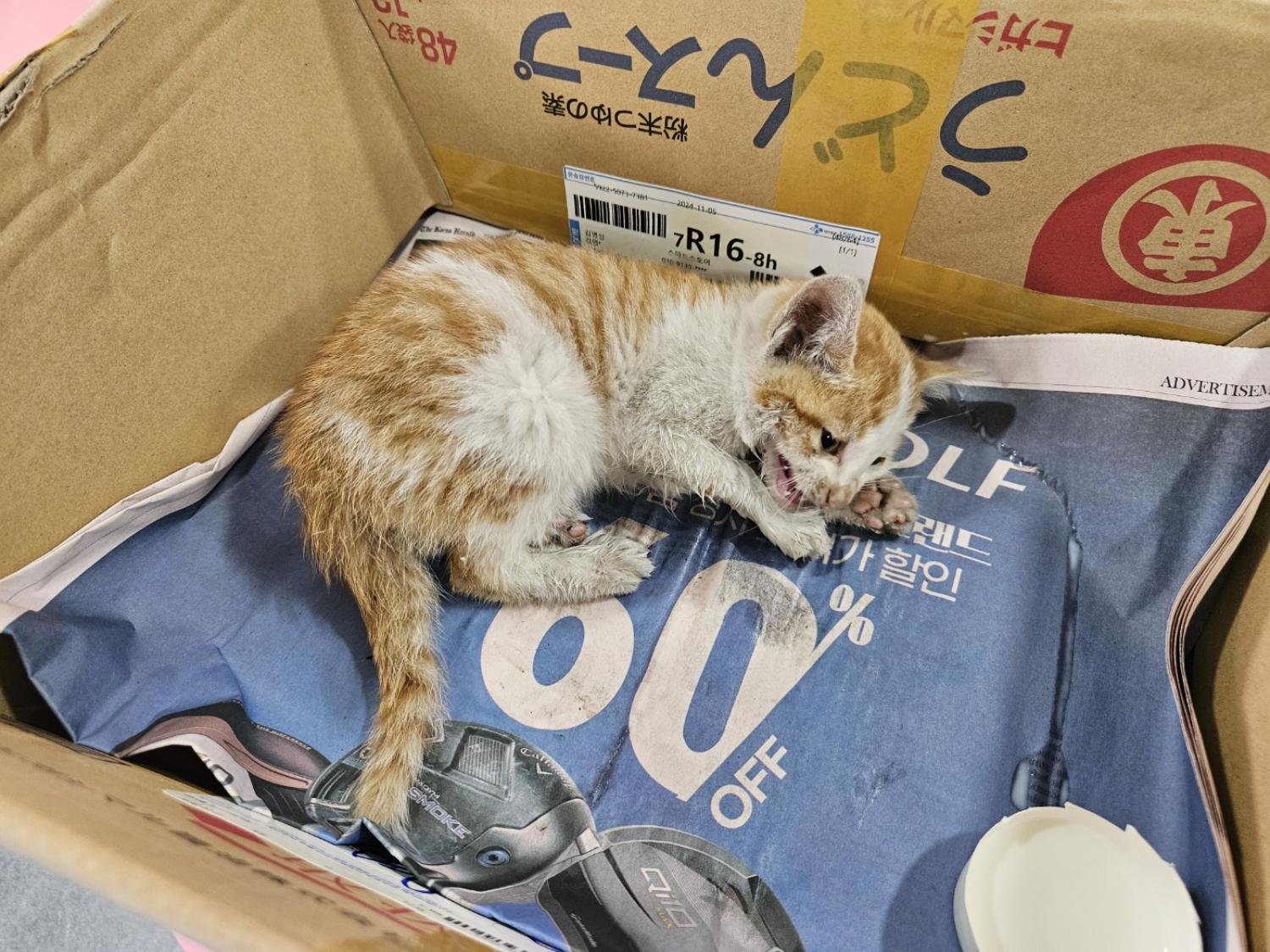 한국 고양이 이미지 파일 입니다.