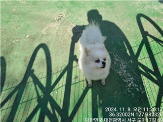 포메라니안 이미지 파일 입니다.
