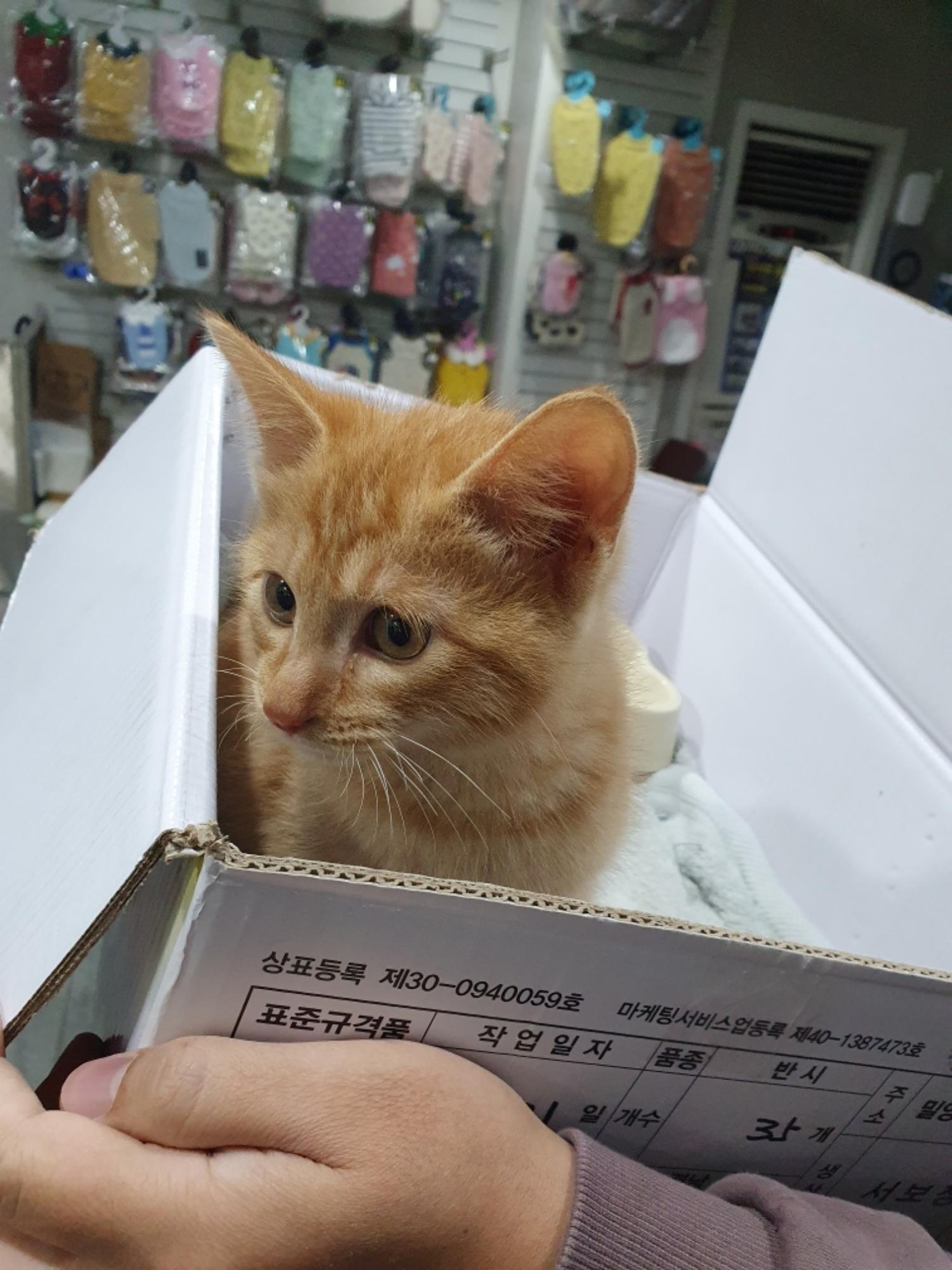 한국 고양이 이미지 파일 입니다.