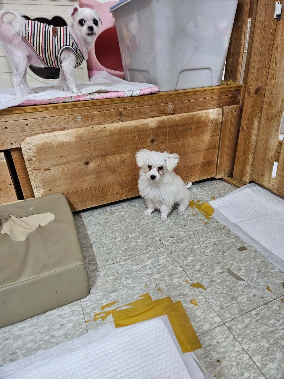믹스견 이미지 파일 입니다.