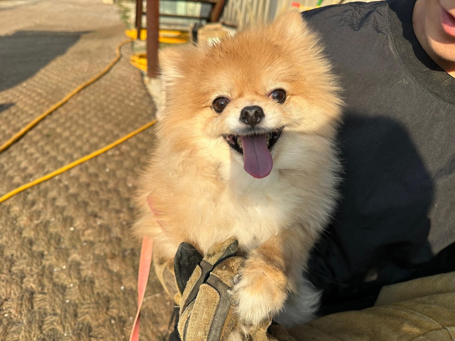 포메라니안 이미지 파일 입니다.