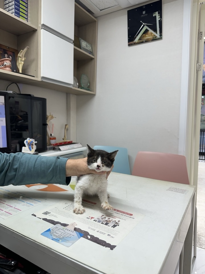한국 고양이 이미지 파일 입니다.