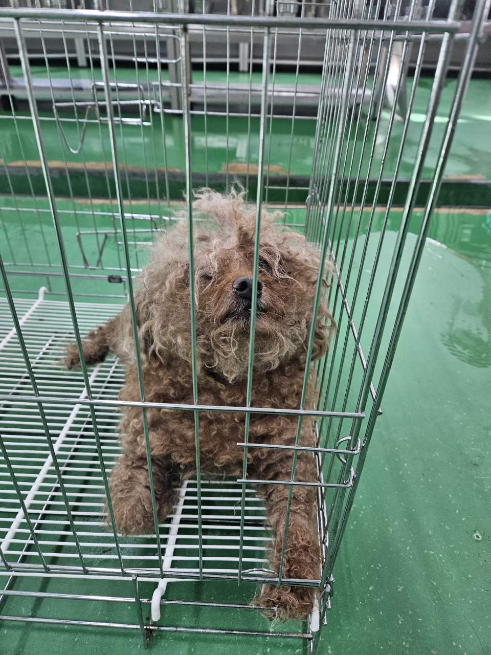 푸들 이미지 파일 입니다.