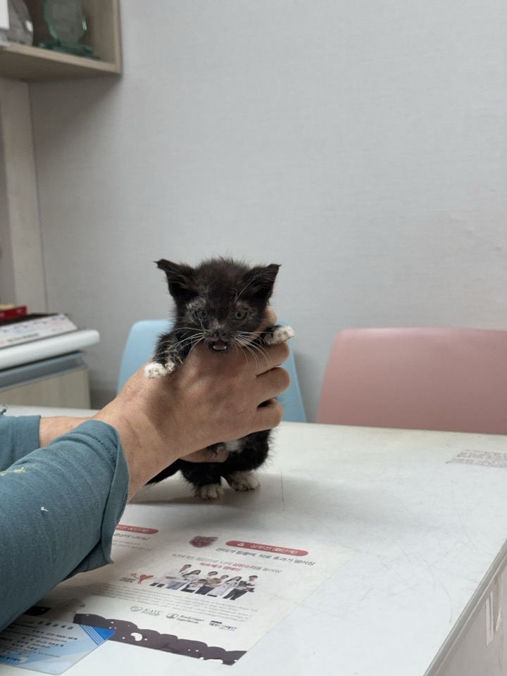 한국 고양이 이미지 파일 입니다.