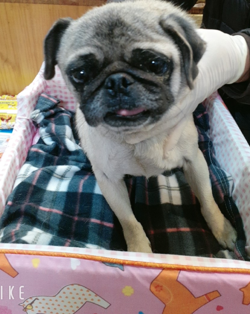퍼그 이미지 파일 입니다.