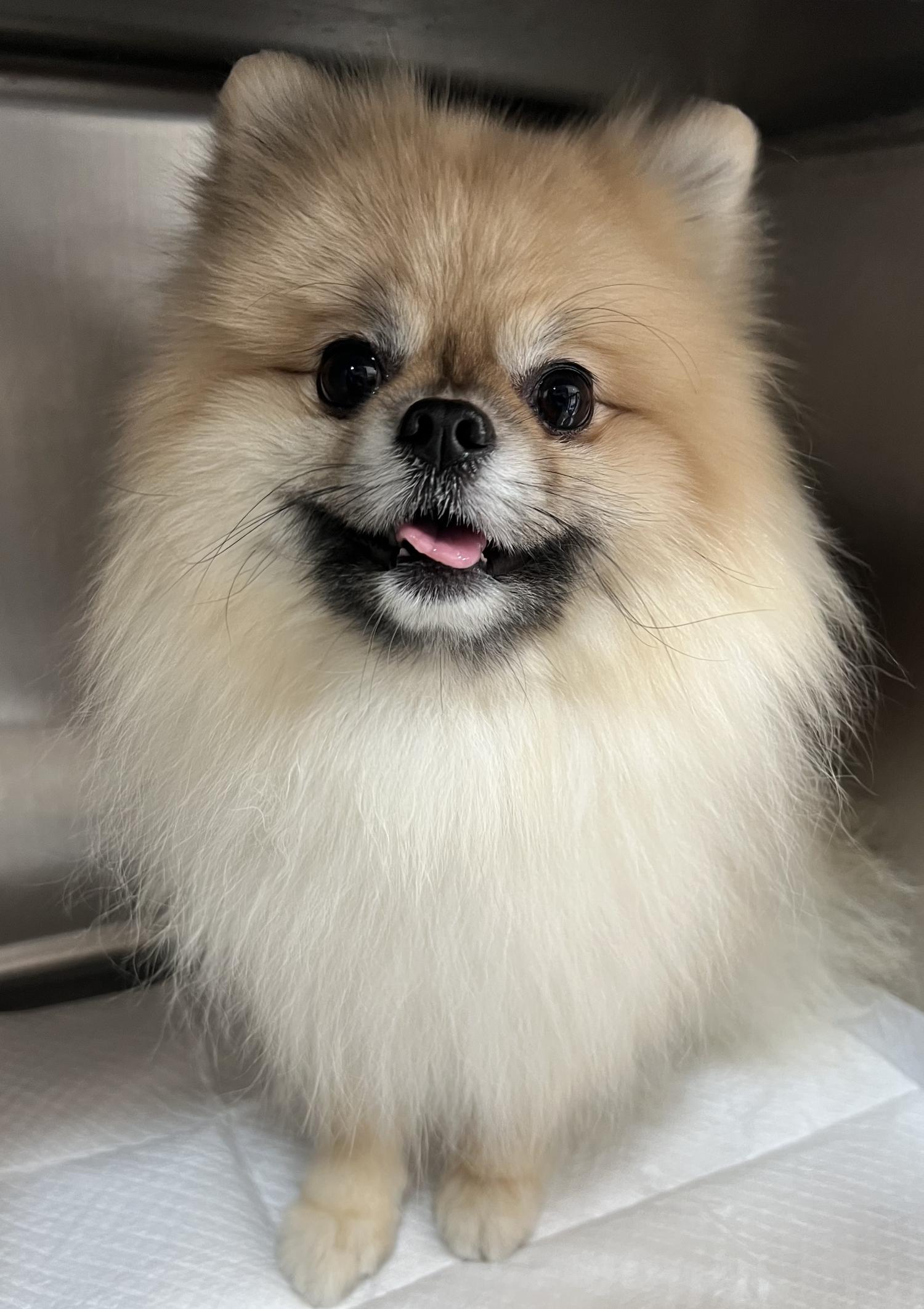포메라니안 이미지 파일 입니다.