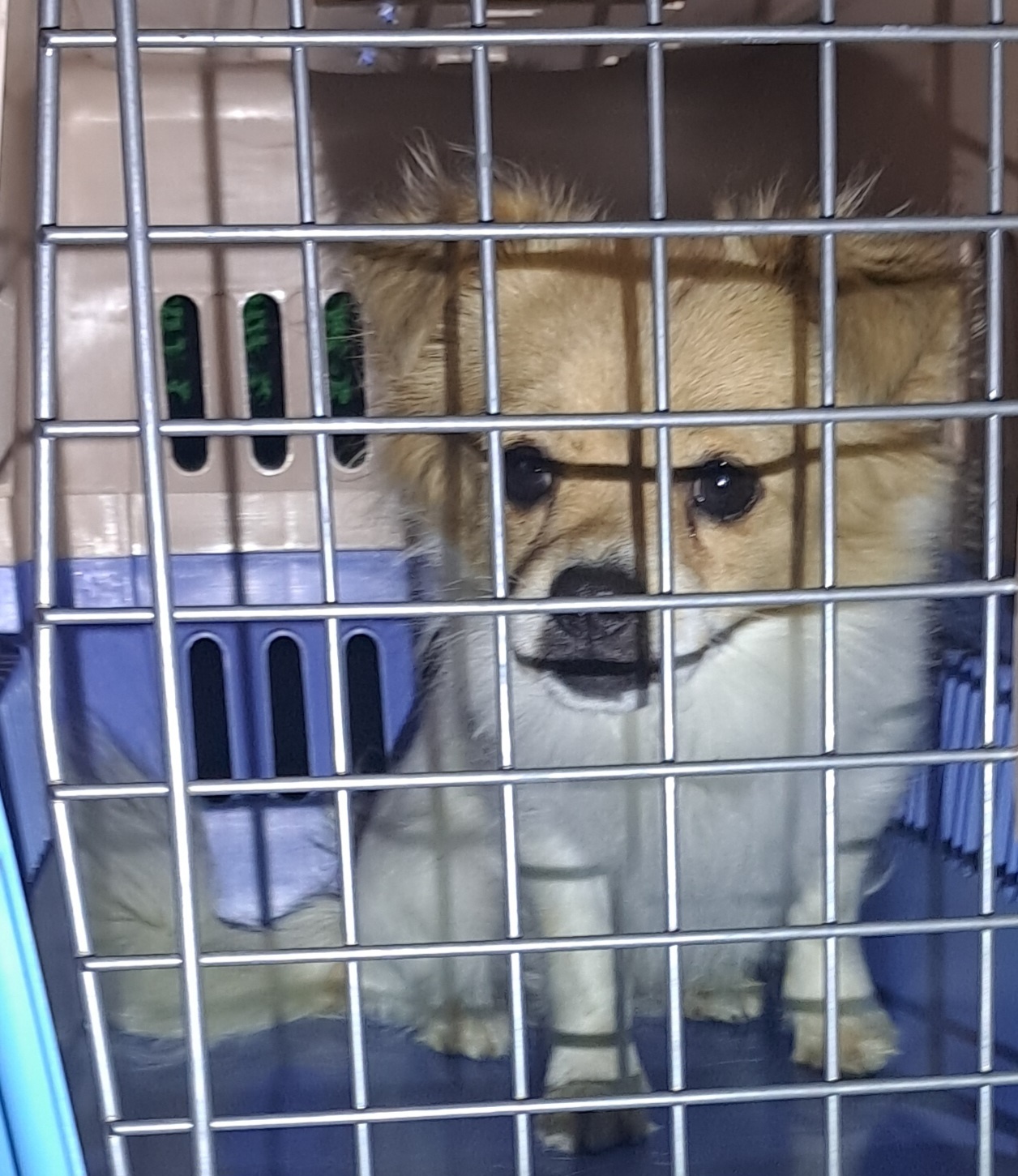 믹스견 이미지 파일 입니다.