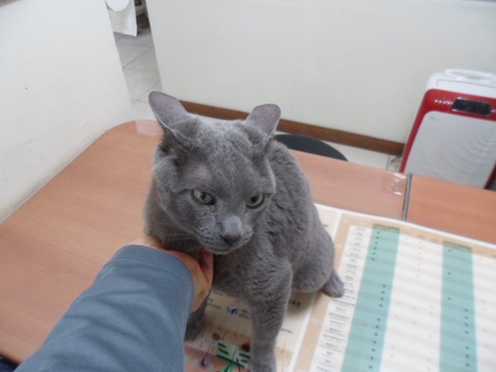 러시안 블루 이미지 파일 입니다.
