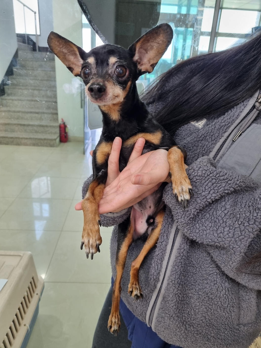 미니어쳐 핀셔 이미지 파일 입니다.