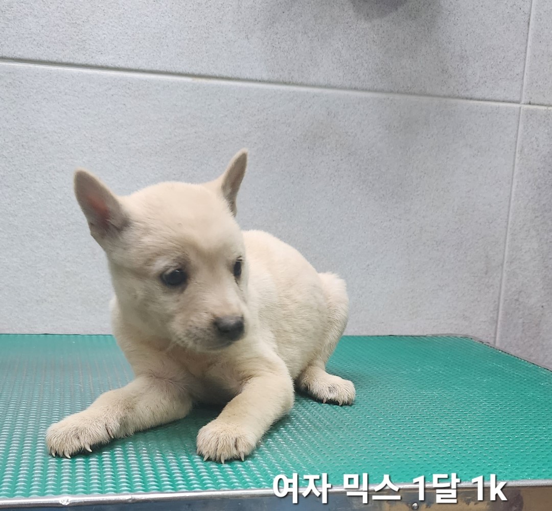 믹스견 이미지 파일 입니다.