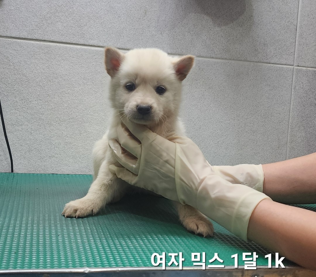 믹스견 이미지 파일 입니다.