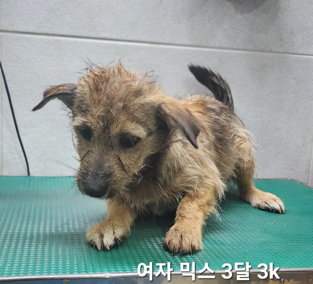 믹스견 이미지 파일 입니다.