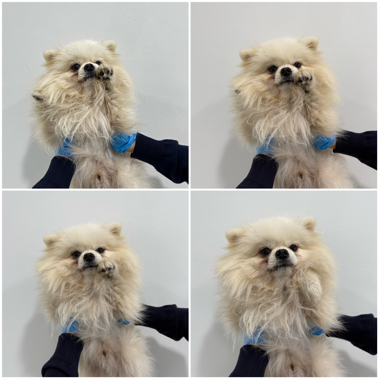 포메라니안 이미지 파일 입니다.