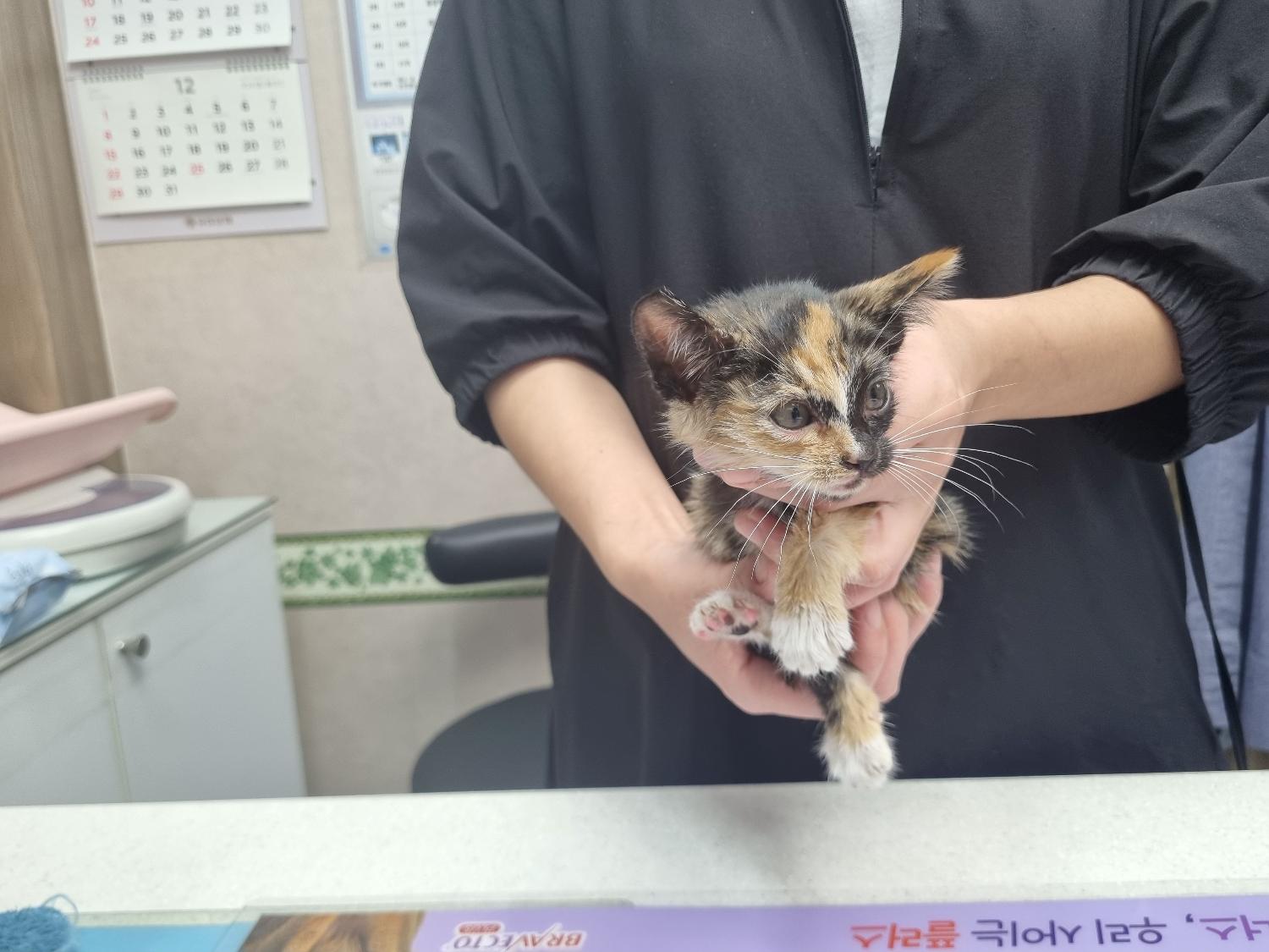 한국 고양이 이미지 파일 입니다.