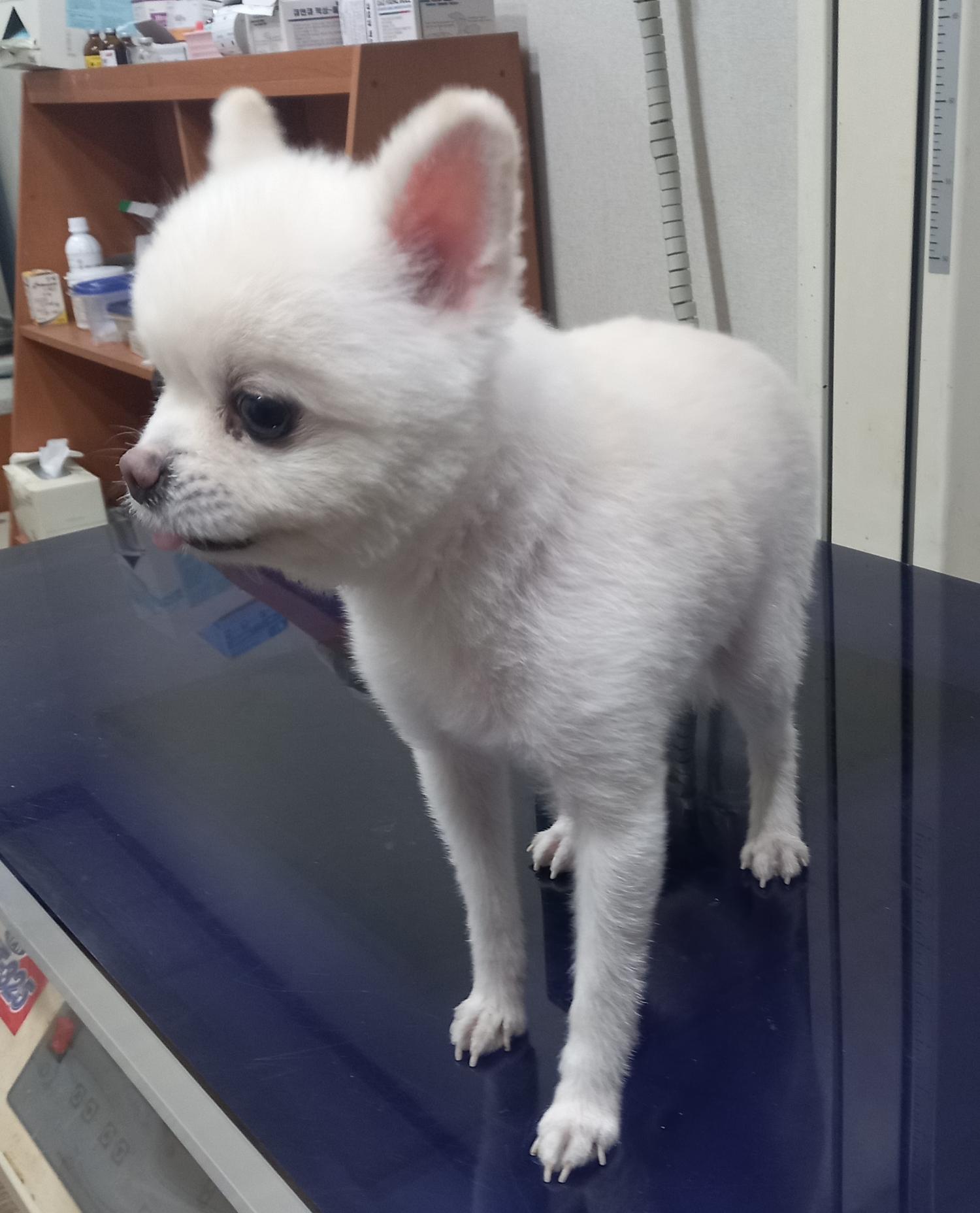 포메라니안 이미지 파일 입니다.